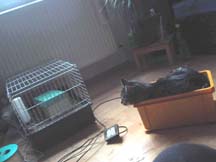 felis paula vor Meerschwein AR13