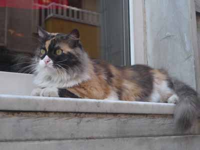kedi aus Kadiköy