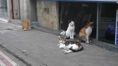 Kadiköy