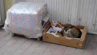 Kadiköy: kedi evi