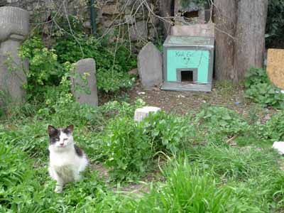 Kadiköy: kedi evi