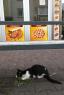 kedi Rhm