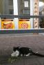 kedi Rhm